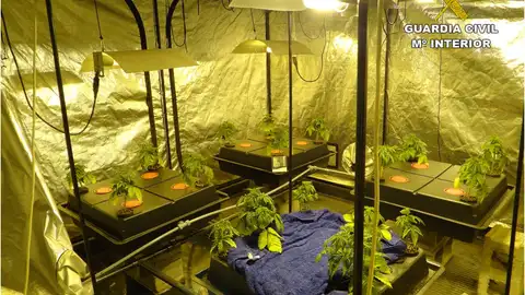 Plantación de marhiana en una vivienda de Novelda Plantación de marhiana en una vivienda de Novelda