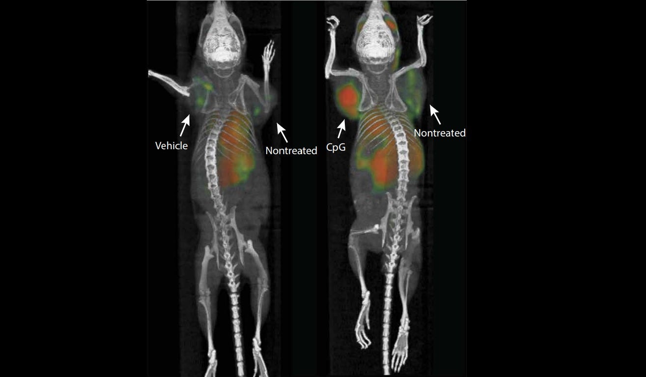 Un grupo de investigadores crea una vacuna contra el cáncer que es capaz de eliminar por completo los tumores en ratones Un grupo de investigadores crea una vacuna contra el cáncer que es capaz de eliminar por completo los tumores en ratones