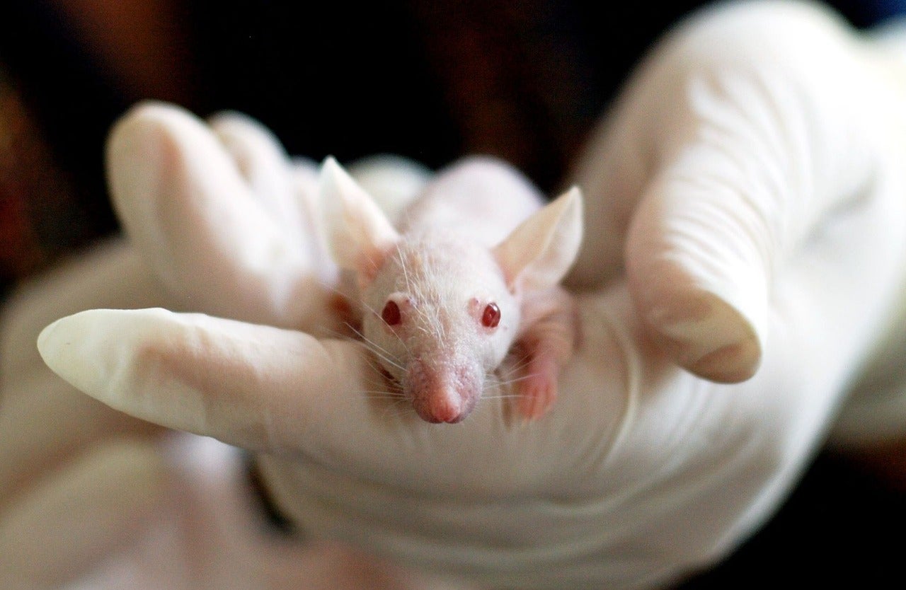 Investigadores crean una prueba de orina que logra detectar la aparición del cáncer de colon en ratones Investigadores crean una prueba de orina que logra detectar la aparición del cáncer de colon en ratones