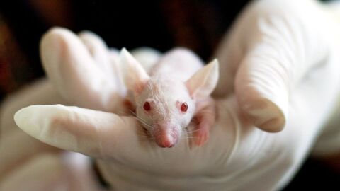 Foto de archivo de un rat&oacute;n de laboratorio
