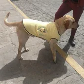 Un hombre regala chalecos a perros callejeros para que no pasen frío Un hombre regala chalecos a perros callejeros para que no pasen frío