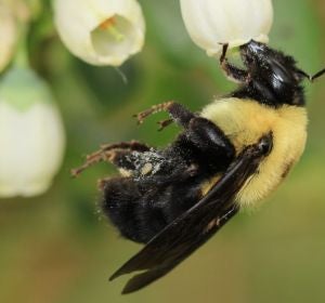 A mayor numero de especies de abejas mejor polinizacion A mayor numero de especies de abejas mejor polinizacion