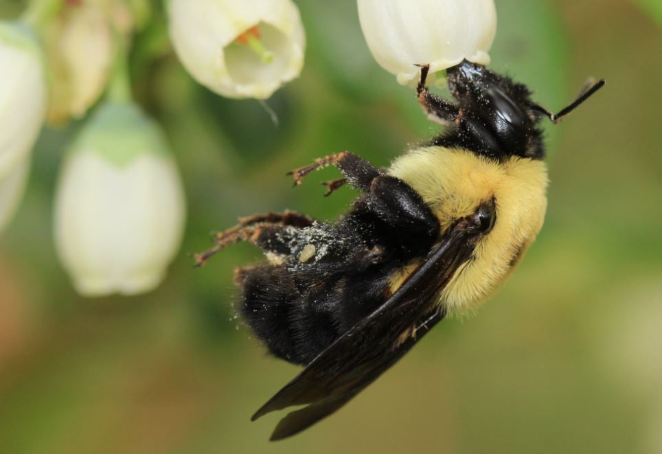 ¿Por qué están desapareciendo las abejas? ¿Por qué están desapareciendo las abejas?