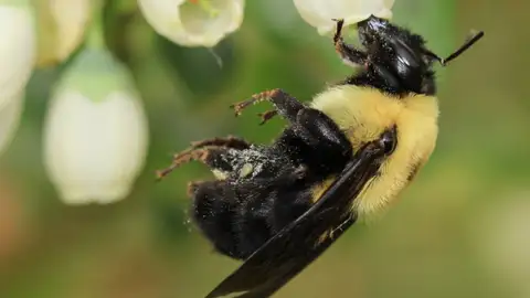 A mayor numero de especies de abejas mejor polinizacion A mayor numero de especies de abejas mejor polinizacion