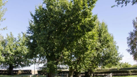 Olmos Centenarios de Cabeza Buey