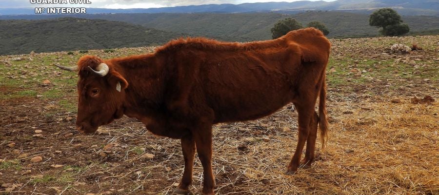 Una de las vacas desnutridas encontradas en Navalpino Una de las vacas desnutridas encontradas en Navalpino