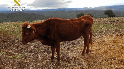 Una de las vacas desnutridas encontradas en Navalpino