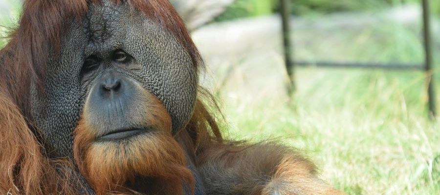 Foto de archivo del orangután de Borneo Foto de archivo del orangután de Borneo