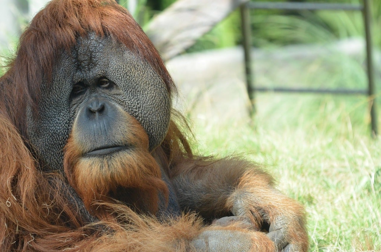 Una cuidadora del Zoo de Madrid, en estado grave tras ser atacada por un orangután Una cuidadora del Zoo de Madrid, en estado grave tras ser atacada por un orangután