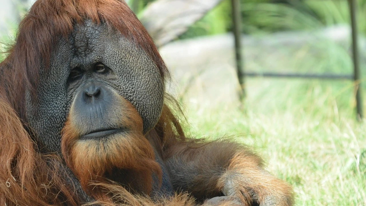Foto de archivo del orangután de Borneo