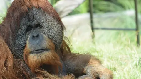 Foto de archivo del orangután de Borneo Foto de archivo del orangután de Borneo