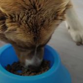Retiran productos de comida para perros por contener una sustancia empleada en la eutanasia animal