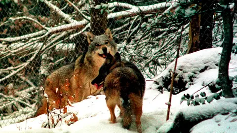 Francia autoriza matar 40 lobos para minimizar los ataques al ganado Francia autoriza matar 40 lobos para minimizar los ataques al ganado