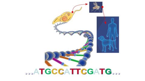Completan el genoma del parasito que causa la forma mortal de leishmaniasis