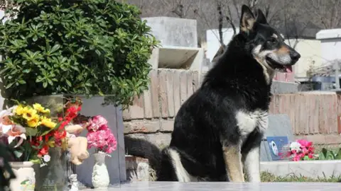 El perro 'Capitán' El perro 'Capitán'