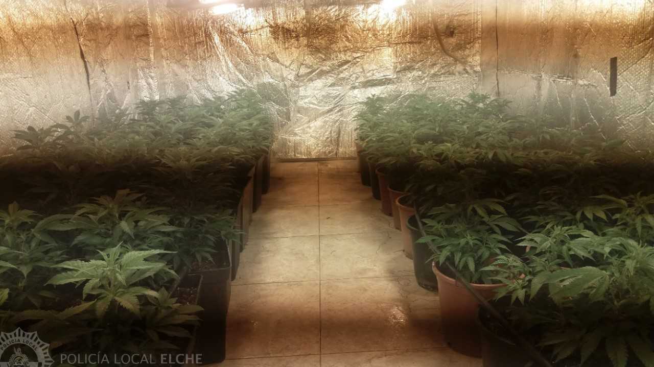 La Policía Local de Elche descubre una plantación con 440 plantas de marihuana La Policía Local de Elche descubre una plantación con 440 plantas de marihuana