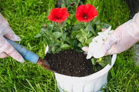 Naturaleza en la Onda. El cuidado de las plantas ante la llegada de la primavera Naturaleza en la Onda. El cuidado de las plantas ante la llegada de la primavera