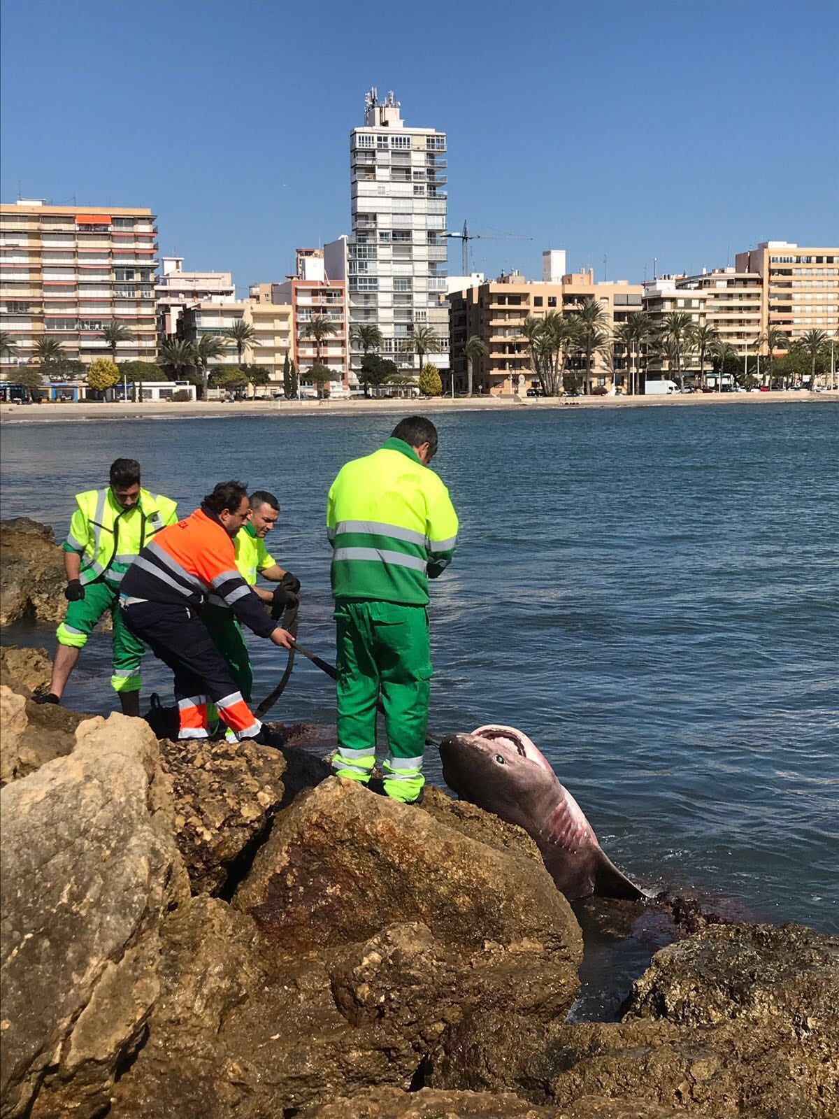 Aparece muerto en Santa Pola un tiburón de casi cuatro metros y 200 kilos de peso Aparece muerto en Santa Pola un tiburón de casi cuatro metros y 200 kilos de peso