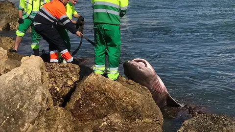 Operarios de Urbaser sacan por un espigón de la Playa de Levante a la Tintorera encontrada en Santa Pola. SANTA POLA