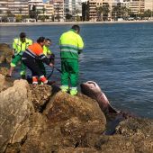 Operarios de Urbaser sacan por un espigón de la Playa de Levante a la Tintorera encontrada en Santa Pola.