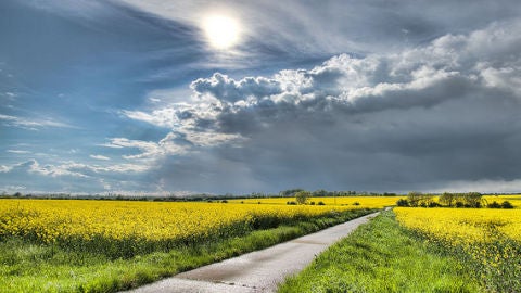 Flores en el inicio de la primavera