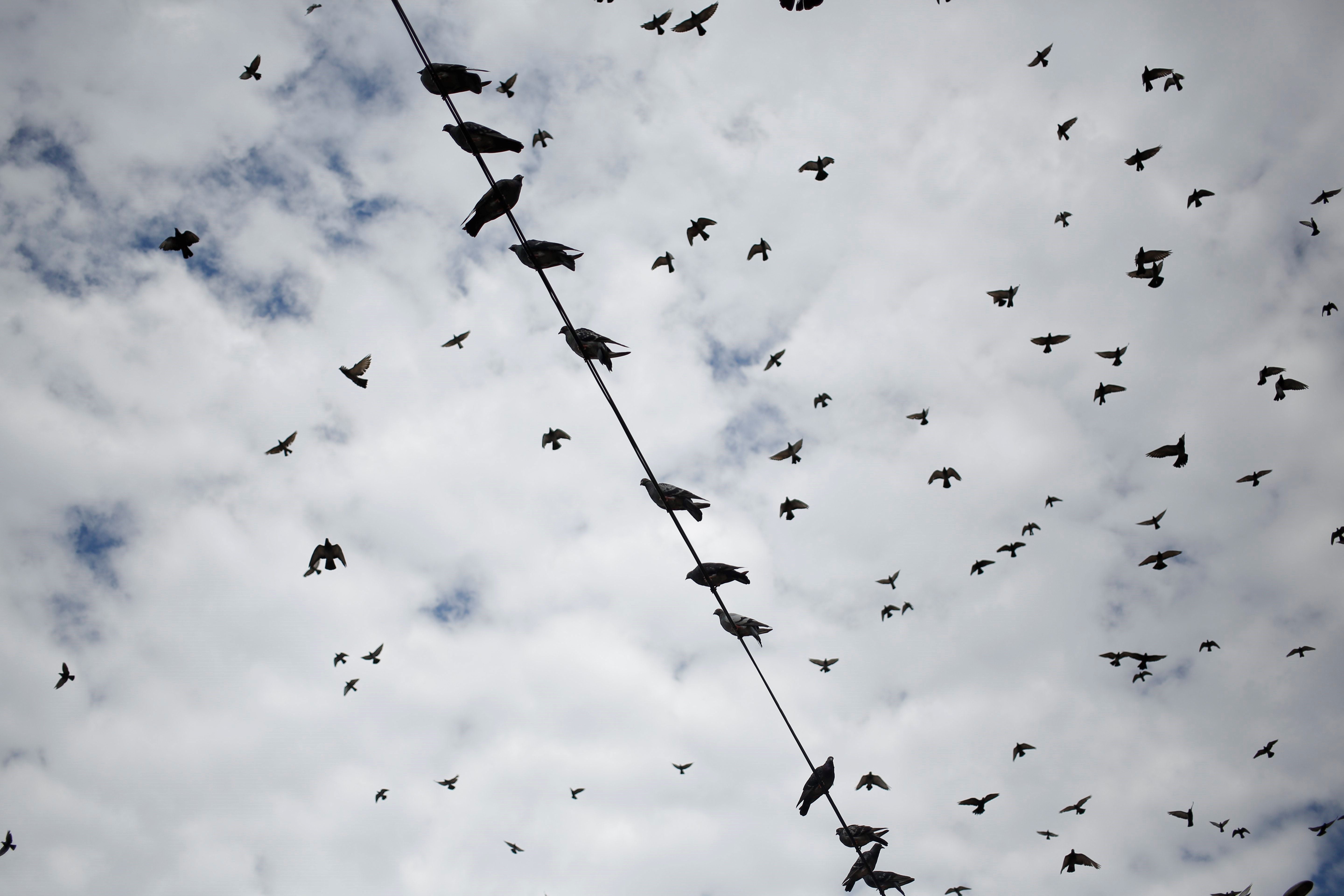 De Tarancón (Cuenca) a Cantabria: el viaje de 500 palomas mensajeras De Tarancón (Cuenca) a Cantabria: el viaje de 500 palomas mensajeras