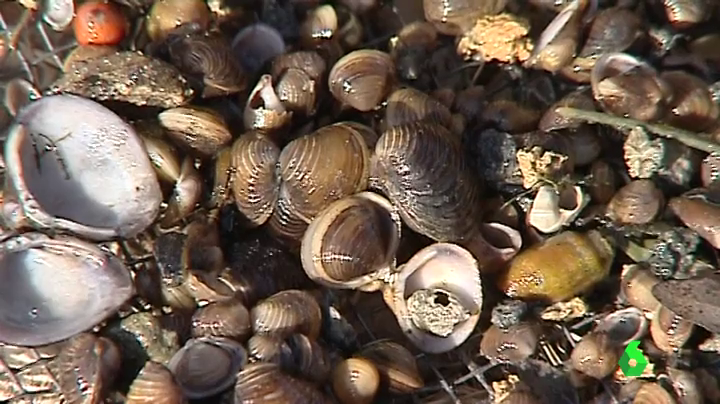 La almeja asiática "invade" el Guadiana La almeja asiática "invade" el Guadiana