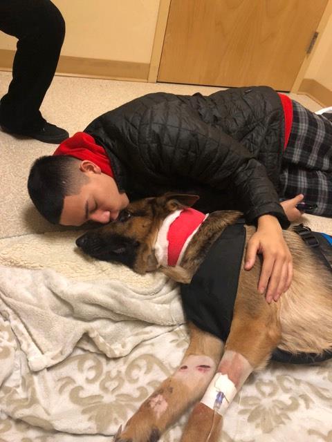 Un perro recibe varios disparos por salvar la vida de su dueño durante un asalto a su casa Un perro recibe varios disparos por salvar la vida de su dueño durante un asalto a su casa