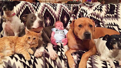 familiaperrobebegato