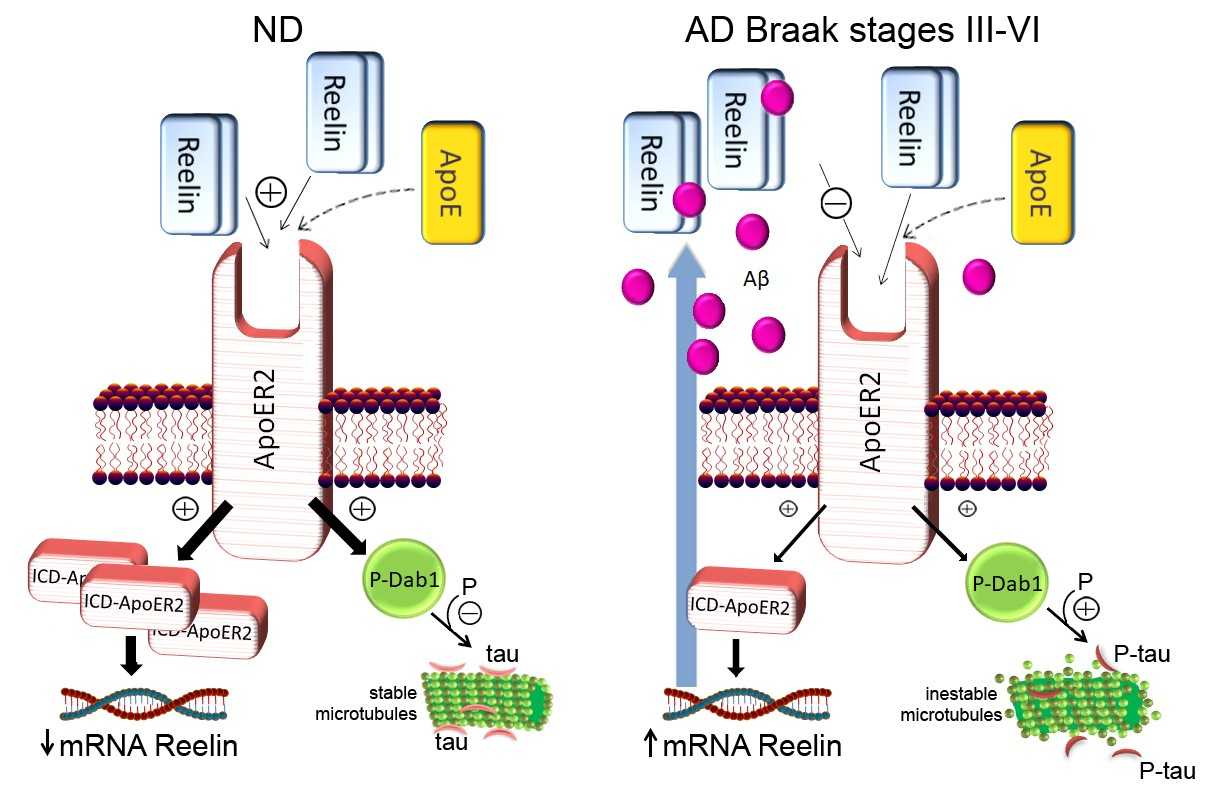 Una investigación de la UMH desvela un mecanismo relacionado con el Alzheimer Una investigación de la UMH desvela un mecanismo relacionado con el Alzheimer