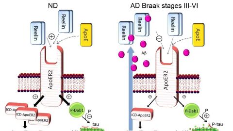 El mecanismo descubierto por los cientificos de la UMH incide en la enfermedad de Alzheimer