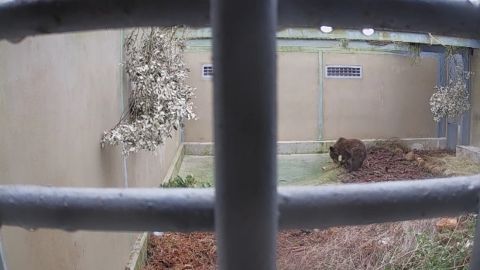 Osezno capturado en Li&eacute;bana