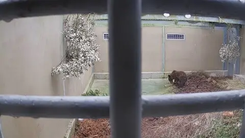 Beato en el Centro de Recuperación de Villaescusa Osezno capturado en Liébana