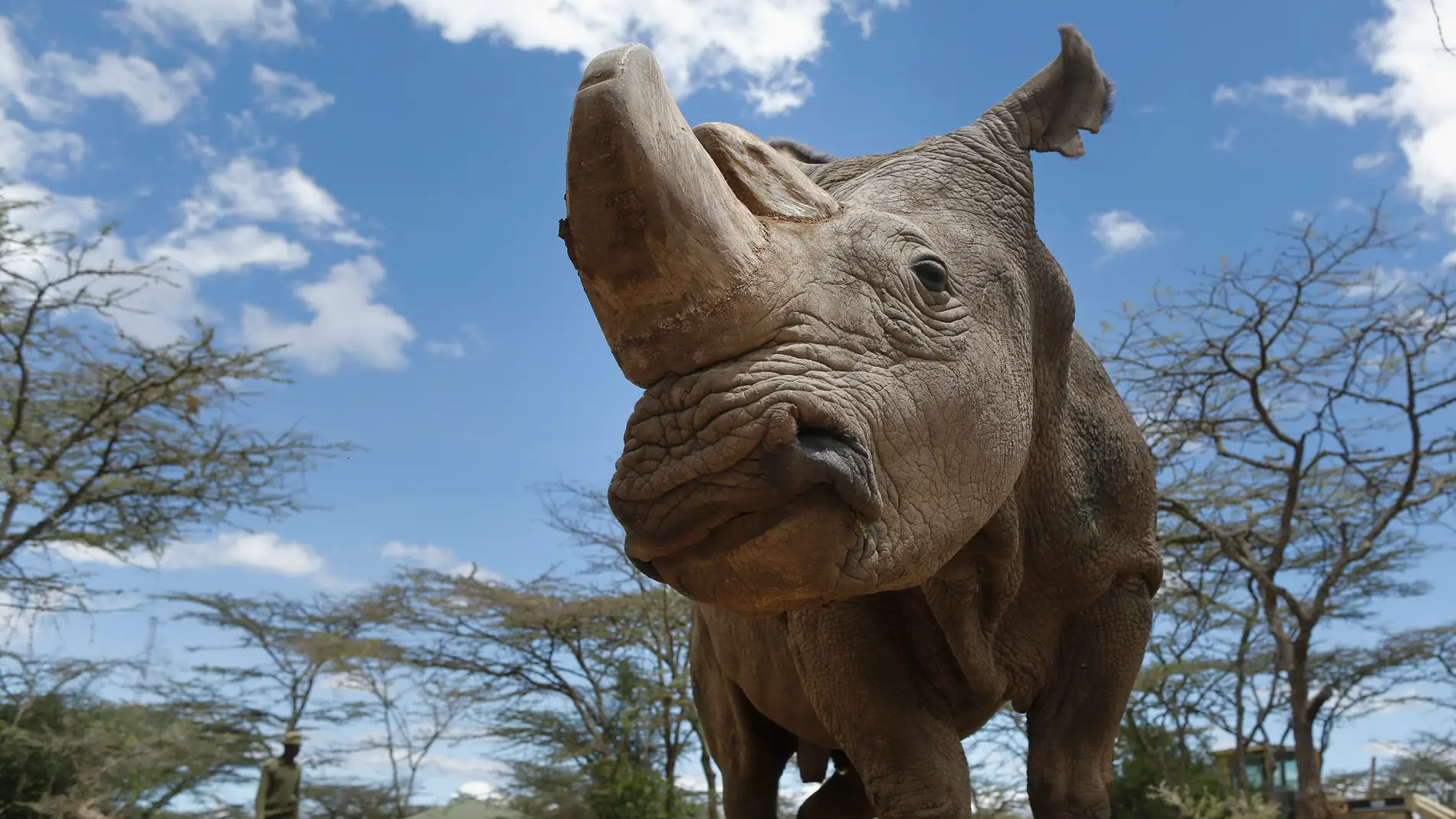 Imagen del último rinoceronte blanco del norte del mundo