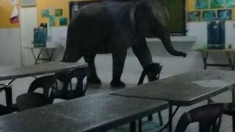El elefante en el interior de un aula