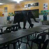 El elefante en el interior de un aula