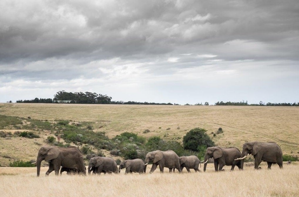 Muere un hombre de Ejea de los Caballeros al ser atacado por un elefante Muere un hombre de Ejea de los Caballeros al ser atacado por un elefante