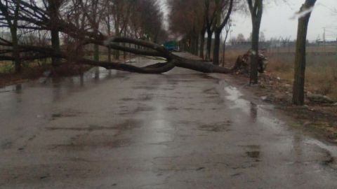 El tornado provoc&oacute; la ca&iacute;da de &aacute;rboles en Villarrubia de los Ojos