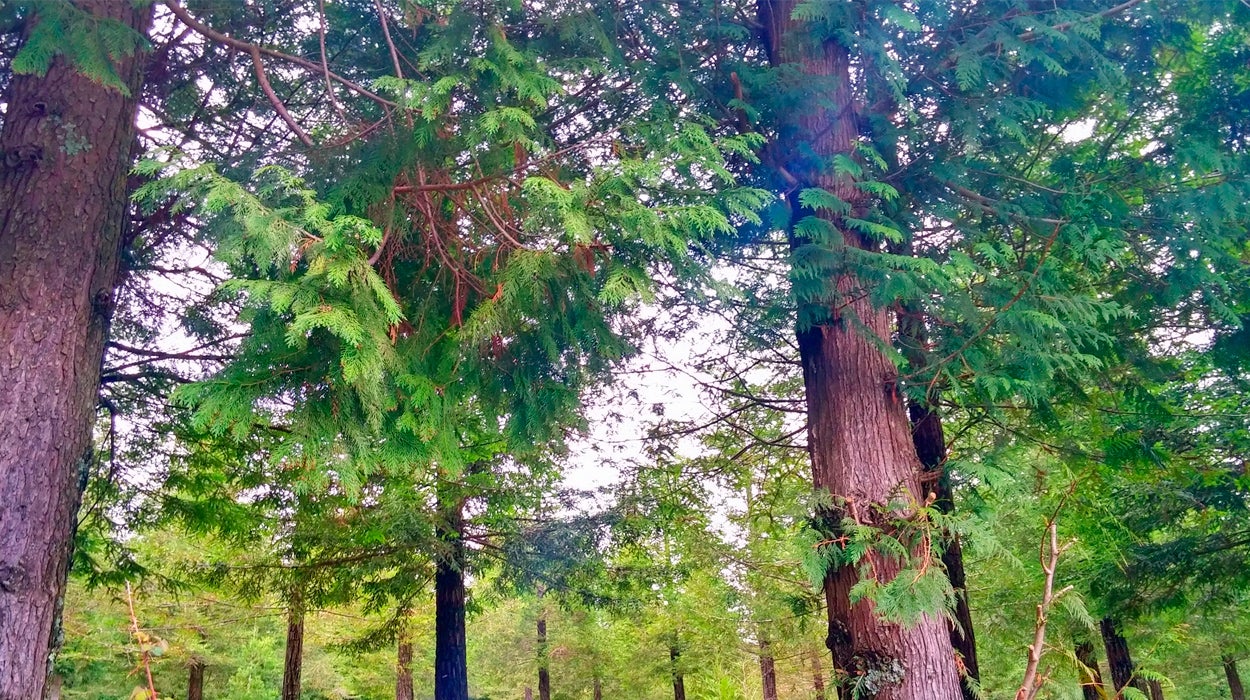 Guillermo Fesser: El desconocido regalo de Estados Unidos a España por el viaje de Colón Guillermo Fesser: El desconocido regalo de Estados Unidos a España por el viaje de Colón