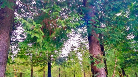 Bosque de secuoyas, Poio