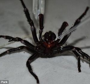 Colossus, la araña más venenosa del mundo Colossus, la araña más venenosa del mundo