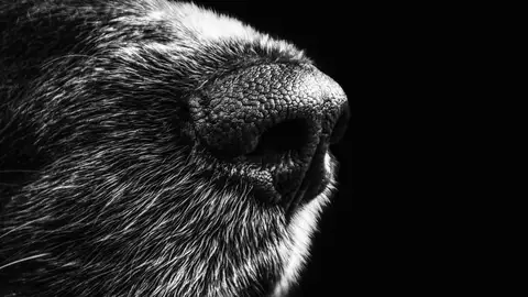 Nariz de perro Nariz de perro