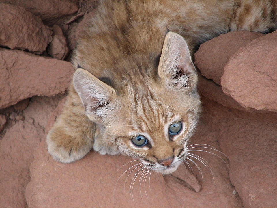 Extremadura redoblará sus esfuerzos para la conservación del Lince Ibérico Extremadura redoblará sus esfuerzos para la conservación del Lince Ibérico