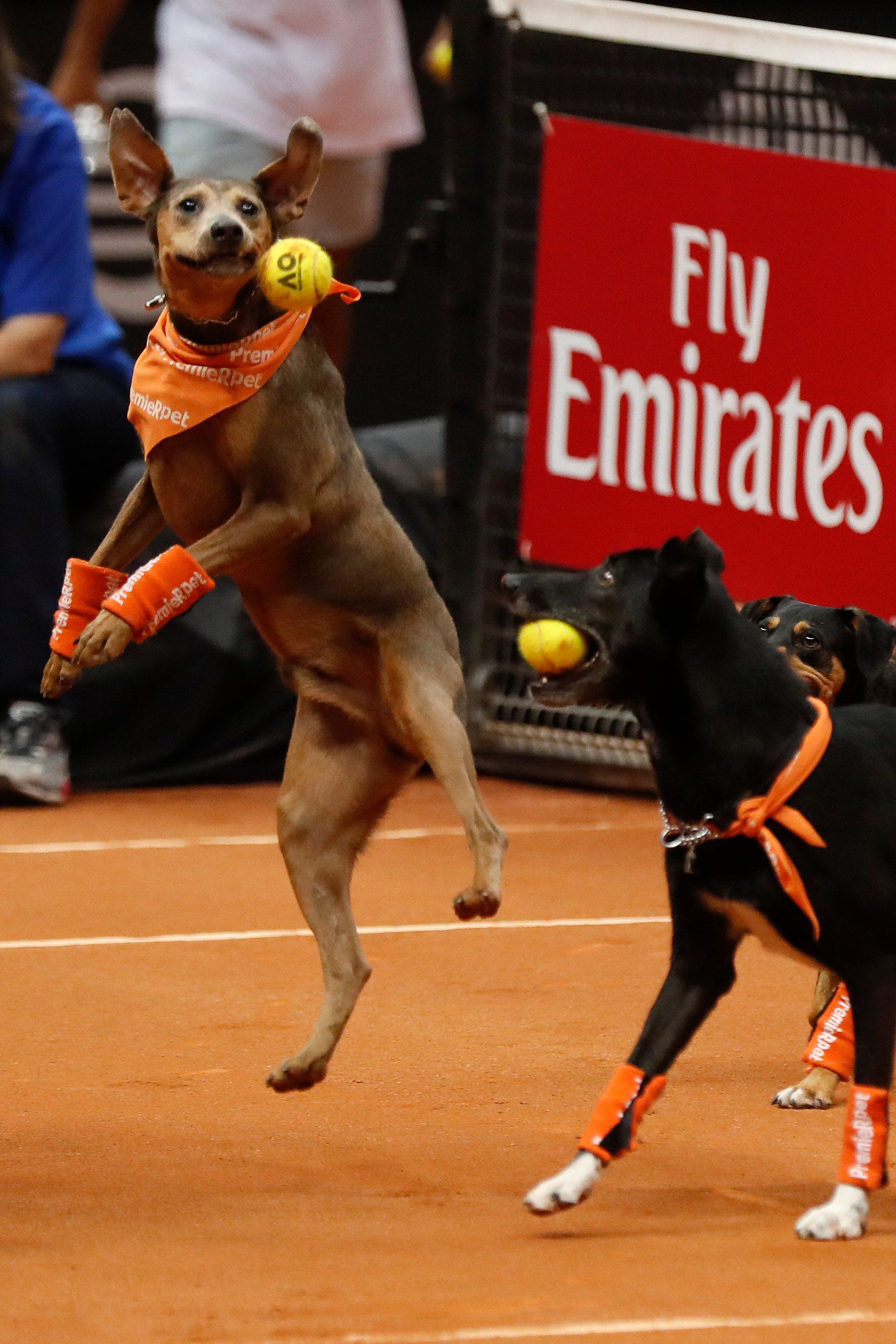 ¿Es malo que mi perro sea 'adicto' a su pelota? ¿Es malo que mi perro sea 'adicto' a su pelota?