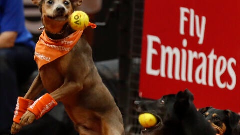 Perros abandonados se convierten en recogepelotas con el objetivo de ser adoptados 