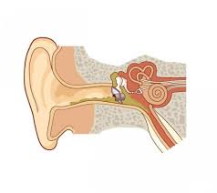 Hoy hablamos de la otitis Hoy hablamos de la otitis