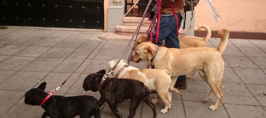 Paseo de perros Paseo de perros