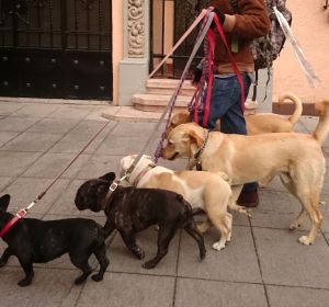 Paseo de perros Paseo de perros