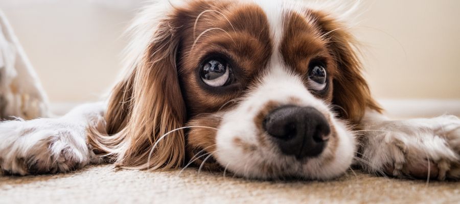 Aumenta la adopción y disminuye la compra de mascotas Aumenta la adopción y disminuye la compra de mascotas