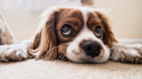 Aumenta la adopci&oacute;n y disminuye la compra de mascotas